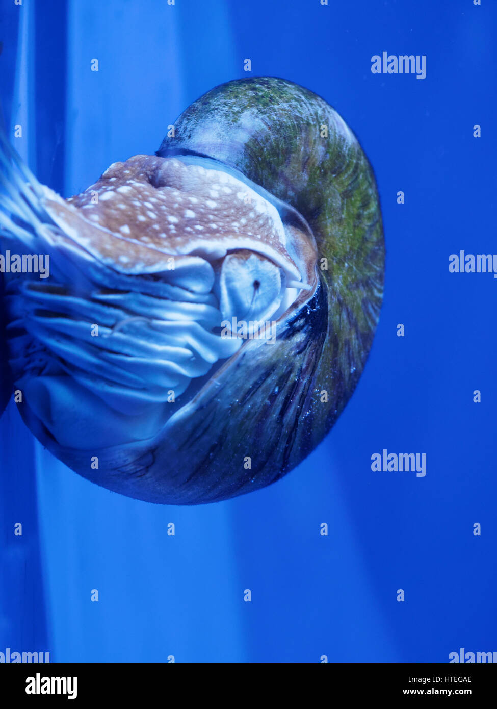 Nautilus, Palau (Nautilus) belauensis Banque D'Images