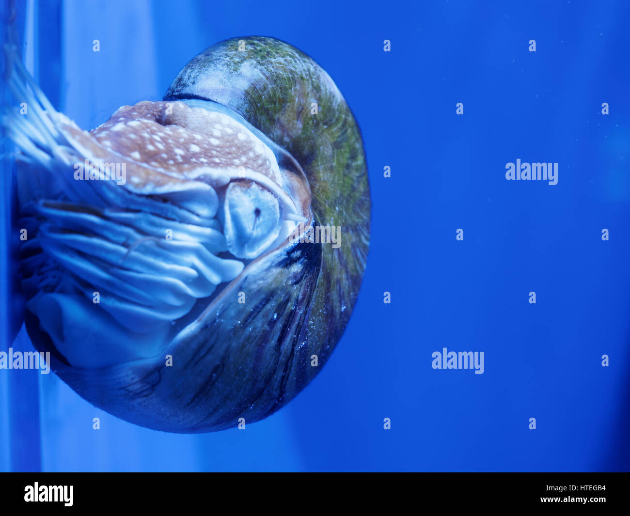 Nautilus, Palau (Nautilus) belauensis Banque D'Images