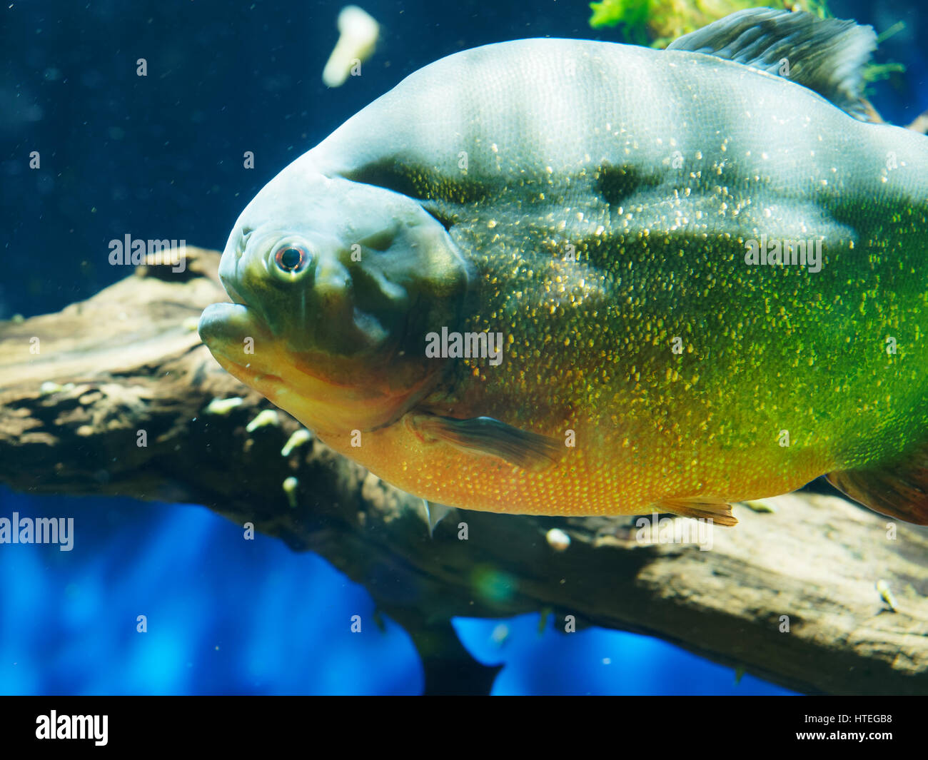 Natterer's ou Piranha à ventre rouge (Pygocentrus nattereri Piranha, Serrasalmus nattereri, Rooseveltiella nattereri) Banque D'Images