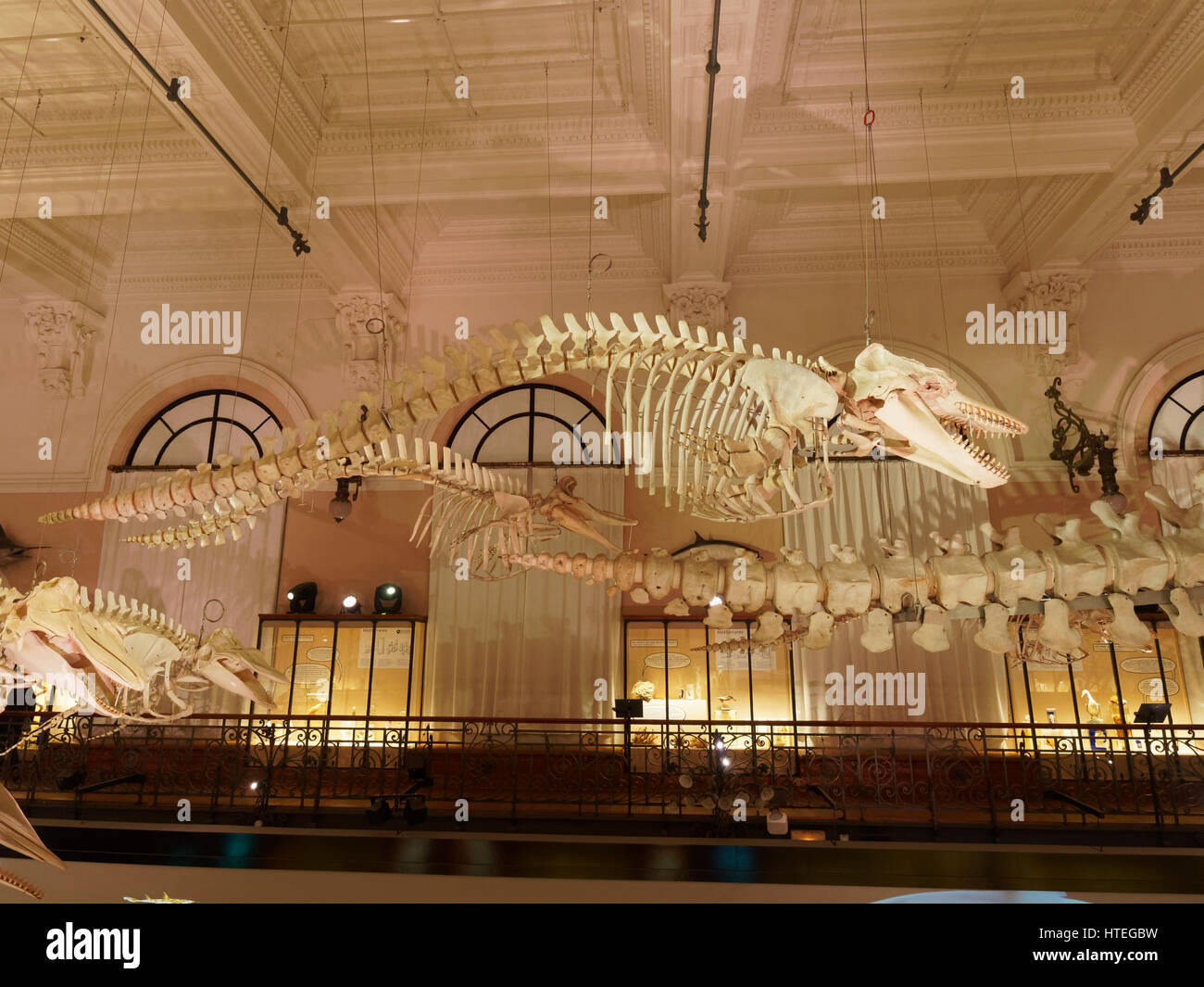 Les squelettes des baleines et des dauphins dans le Musée Océanographique, Monaco Banque D'Images