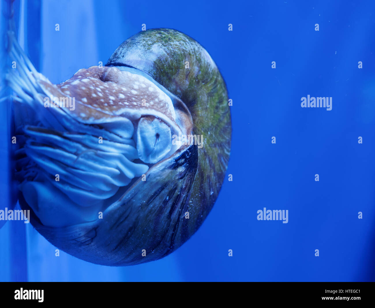 Nautilus, Palau (Nautilus) belauensis Banque D'Images