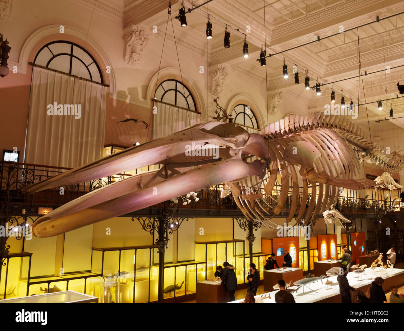 monaco-squelette-de-baleine-dans-le-mus-e-oc-anographique-photo-stock