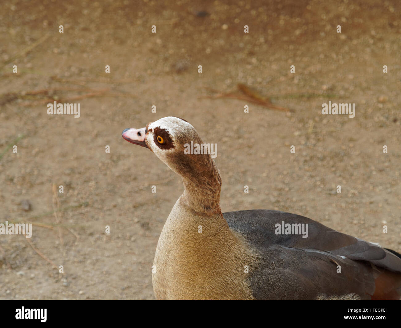 Portrait d'un adulte Egyptian goose (Alopochen aegyptiaca) Banque D'Images