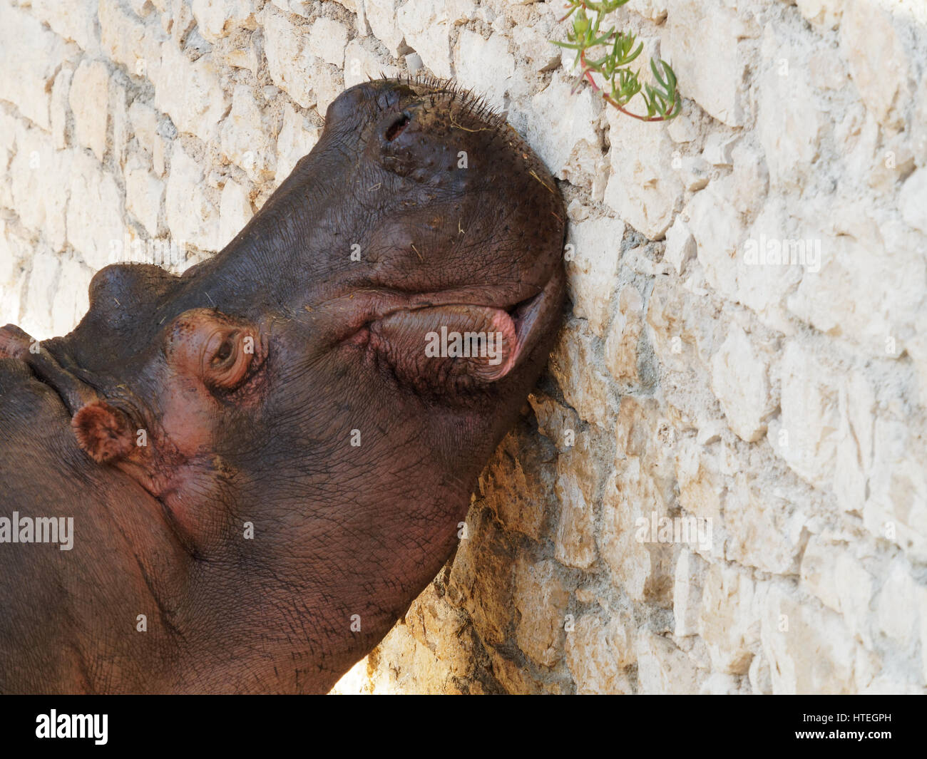 HIPPOPOTAMUS Hippopotamus ( Ampibius ) Banque D'Images