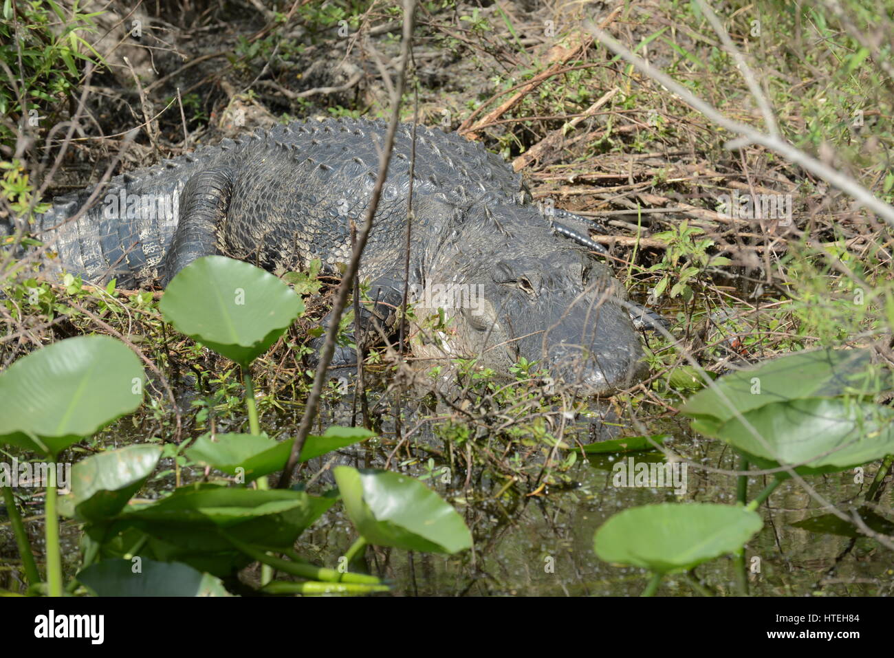 Dans le marais Everglades Alligator Banque D'Images