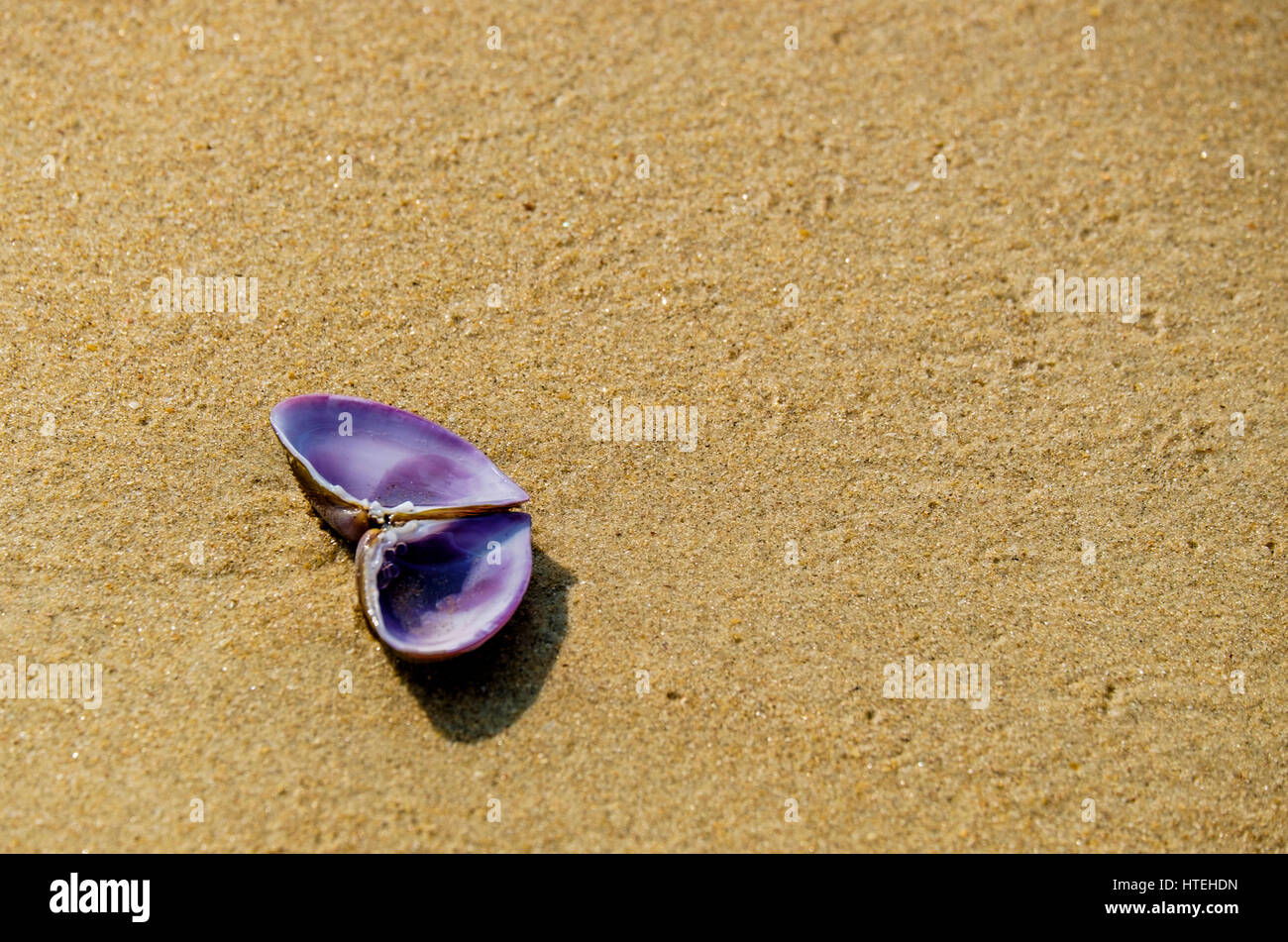 Seashell on seashore à Varca, Goa Banque D'Images