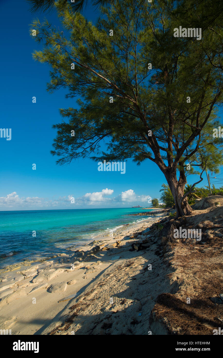 Bimini Bahamas plages avec des arbres Banque D'Images