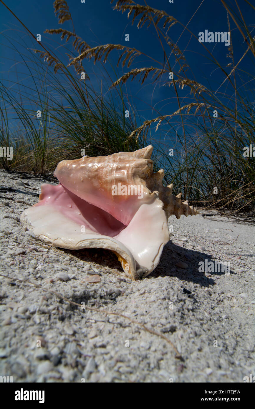 Conque dans le sable par beach grass Banque D'Images