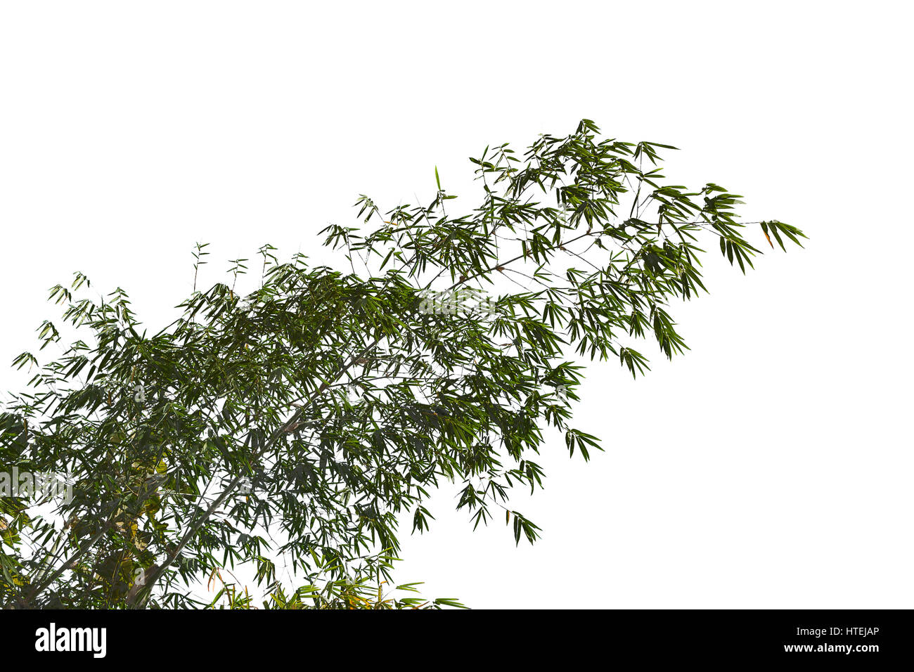 L'accent sur:branches de bambou arbre, vieux et arbre sec avec peu de vert feuilles isolées ou fond blanc Banque D'Images