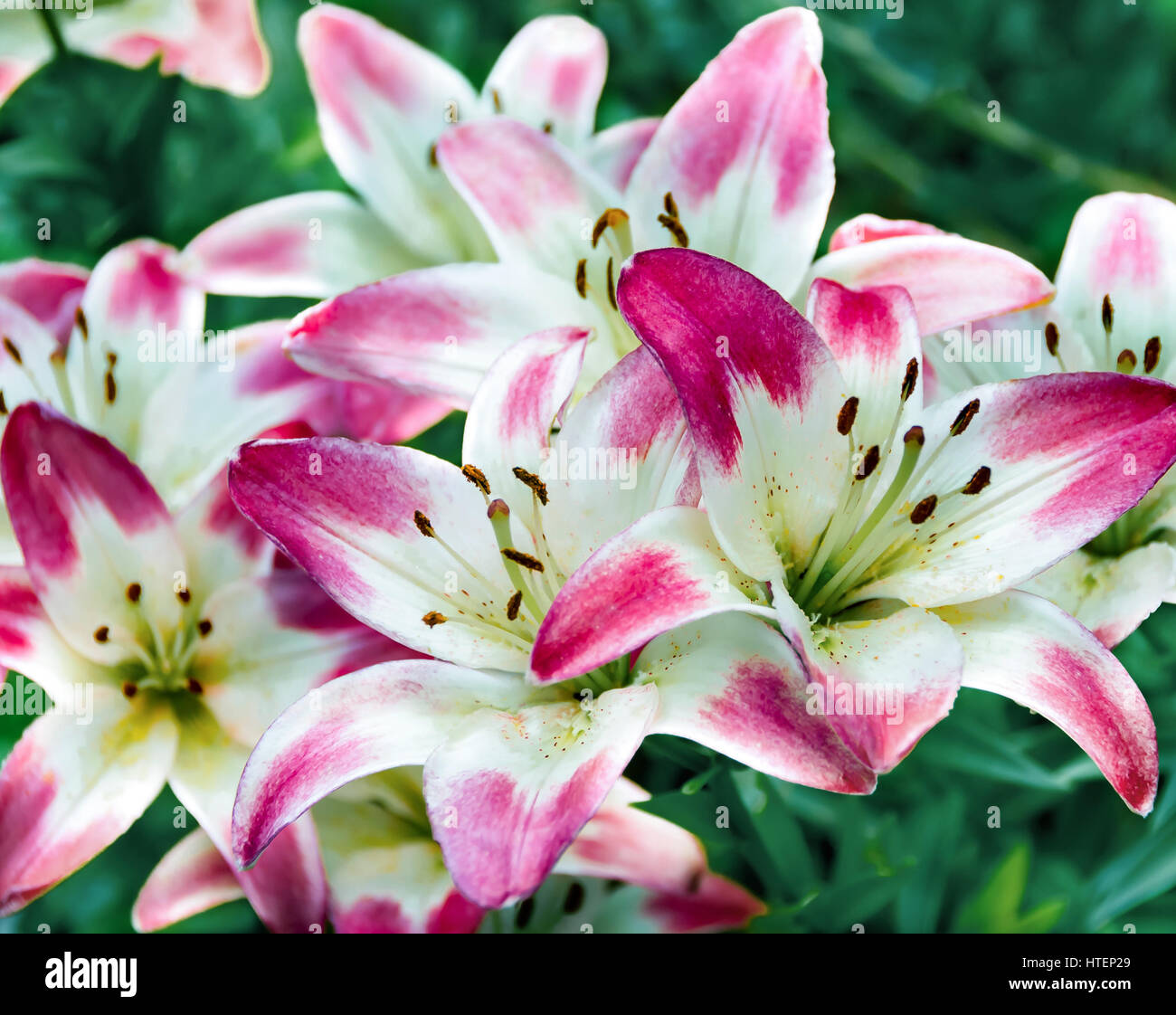 Belle fleur de lys rose colorée dans le jardin Photo Stock - Alamy
