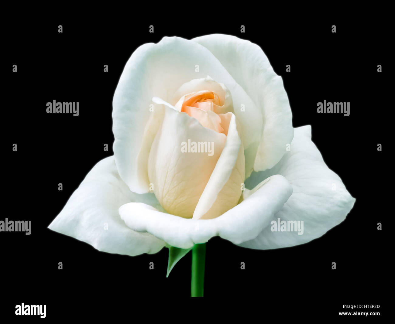 Seule rose blanche Banque de photographies et d’images à haute