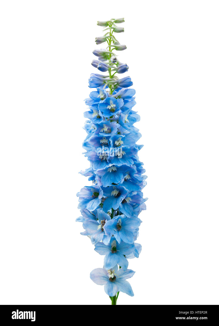 Delphinium fleur bleu isolé sur fond blanc Banque D'Images