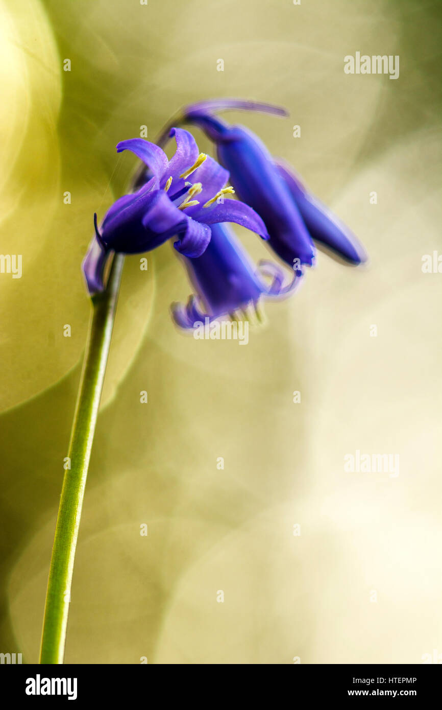 Bluebell Banque D'Images