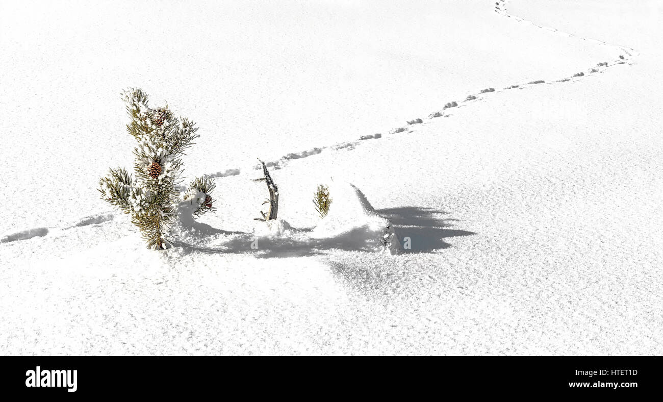 Dans la neige des gaules de pin Banque D'Images