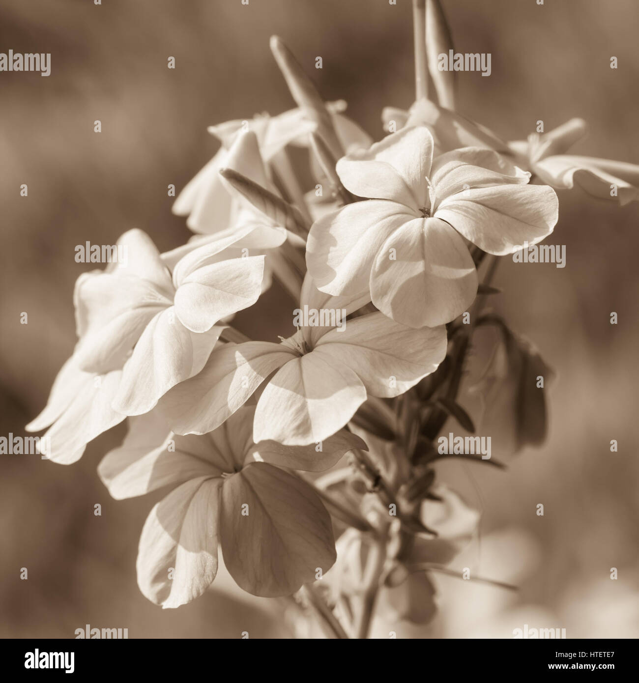 Plumbago flowers background - Tenerife, Espagne Banque D'Images