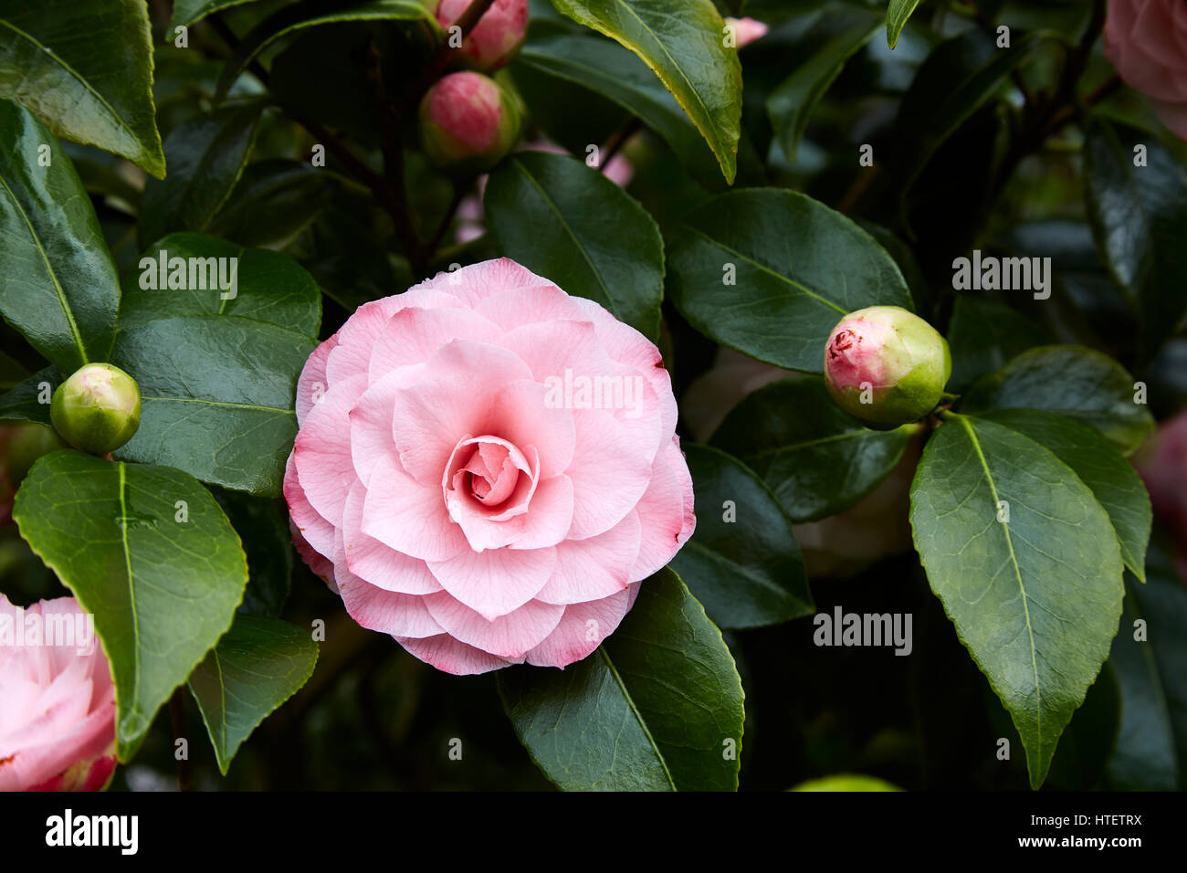 Double pink camellia flower Banque de photographies et d'images à haute  résolution - Alamy