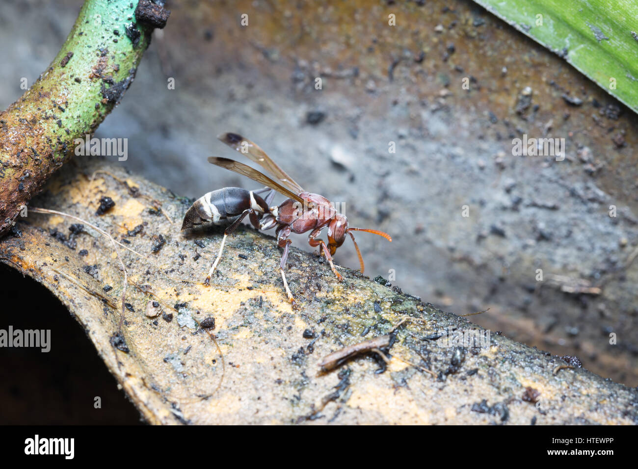 Les guêpes sont Brown sur l'eau et de ravitaillement en plein été Banque D'Images