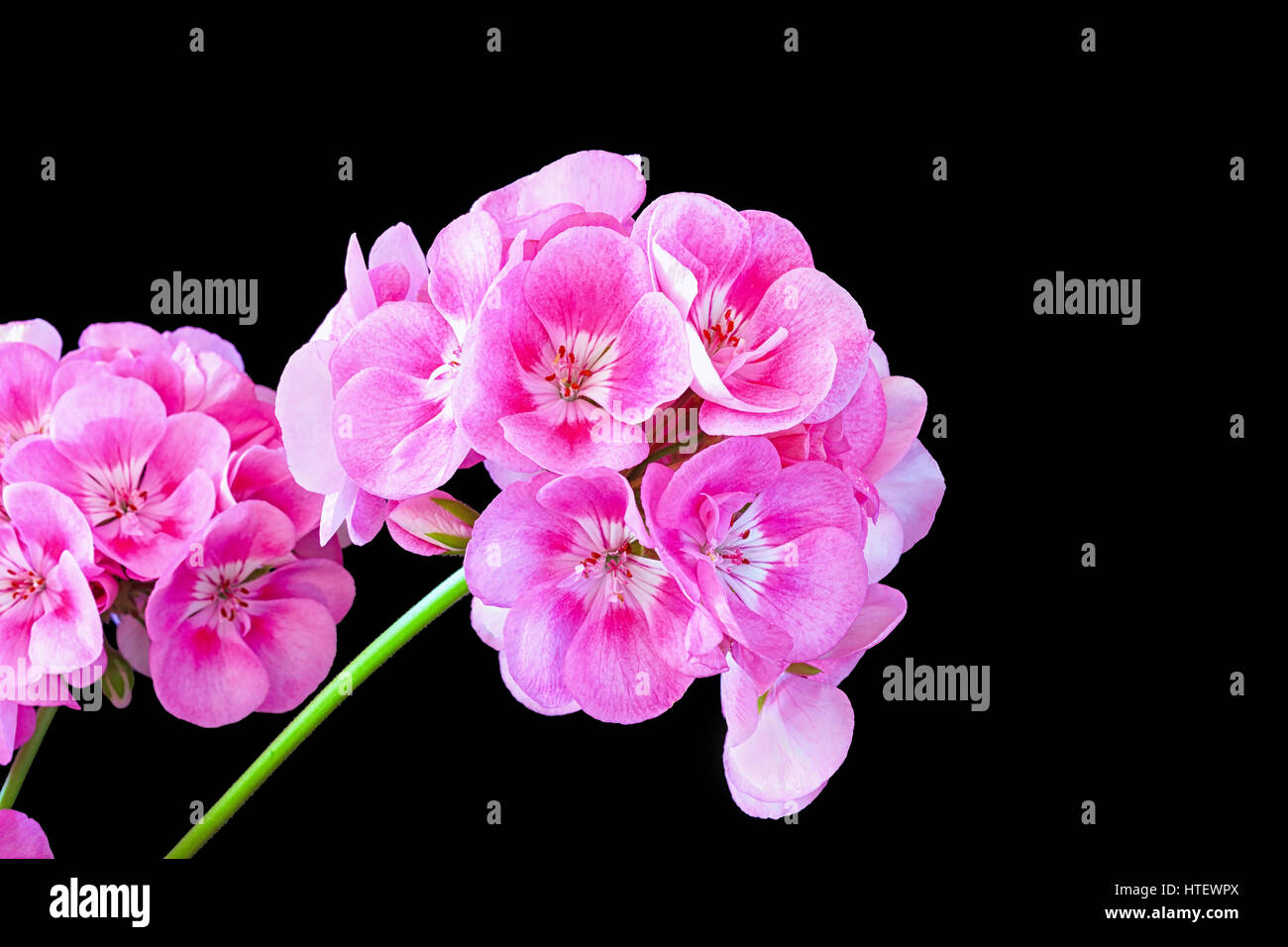 Jardin rose géranium variété Rocky Mountain Rose. Banque D'Images