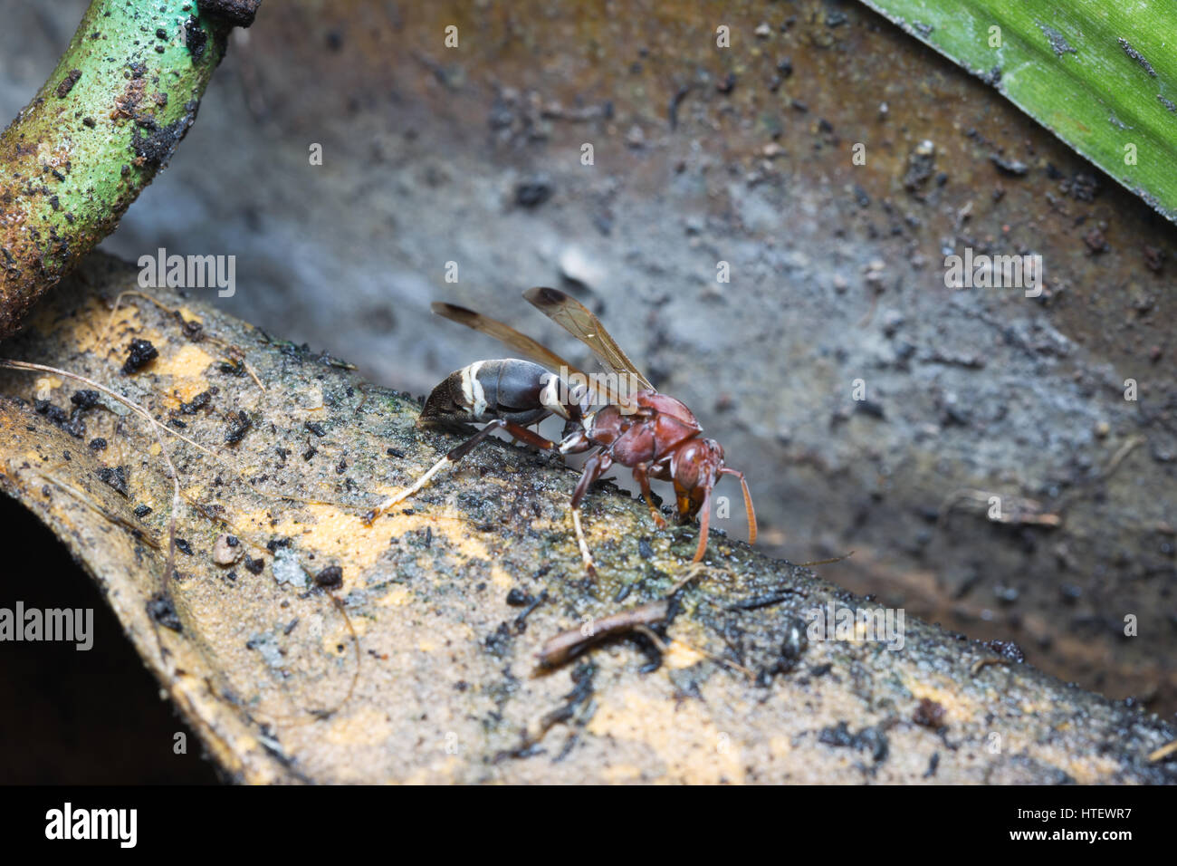 Les guêpes sont Brown sur l'eau et de ravitaillement en plein été Banque D'Images