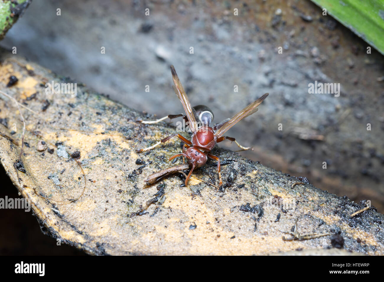 Les guêpes sont brown,guêpes Groupe eau potable d'un étang. Banque D'Images