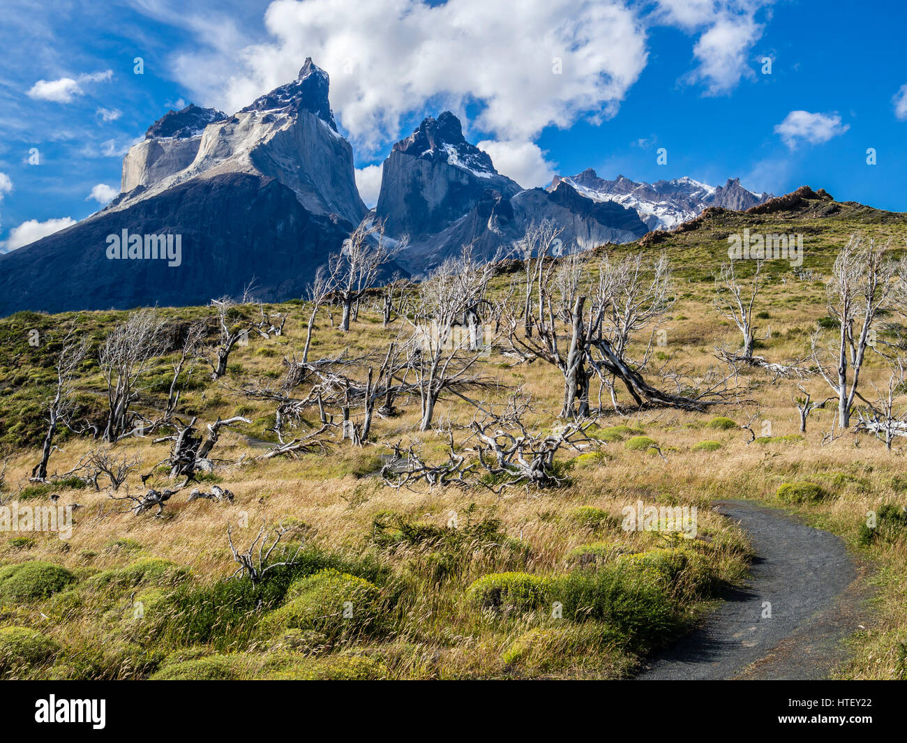 Vue sur le lac Nordenskjöld Paine à cornes, sur le chemin d'viewpoint Mirador Cuernos arbres brûlés, Paine cornes dans l'arrière-plan, Torres del Paine, Ch Banque D'Images