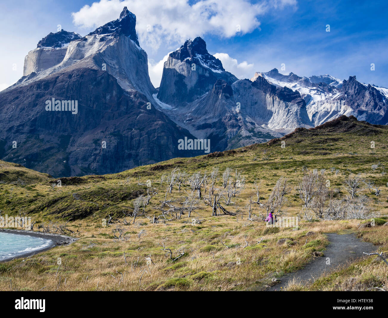 Randonneur sur petit sentier pour point de vue Mirador Cuernos, au-dessus du lac Nordenskjöld, arbres brûlés, Paine cornes dans l'arrière-plan, Torres del Paine, Chili Banque D'Images