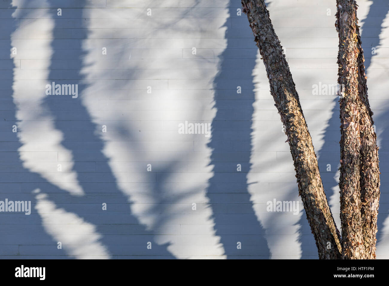 Arbre avec grande ombre Banque D'Images