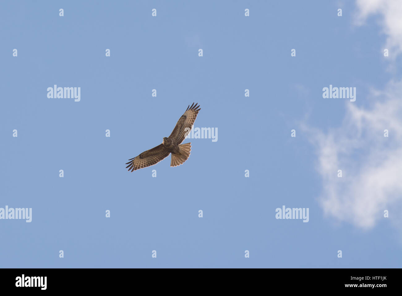 La buse (Buteo buteo) en vol sur fond de ciel bleu Banque D'Images