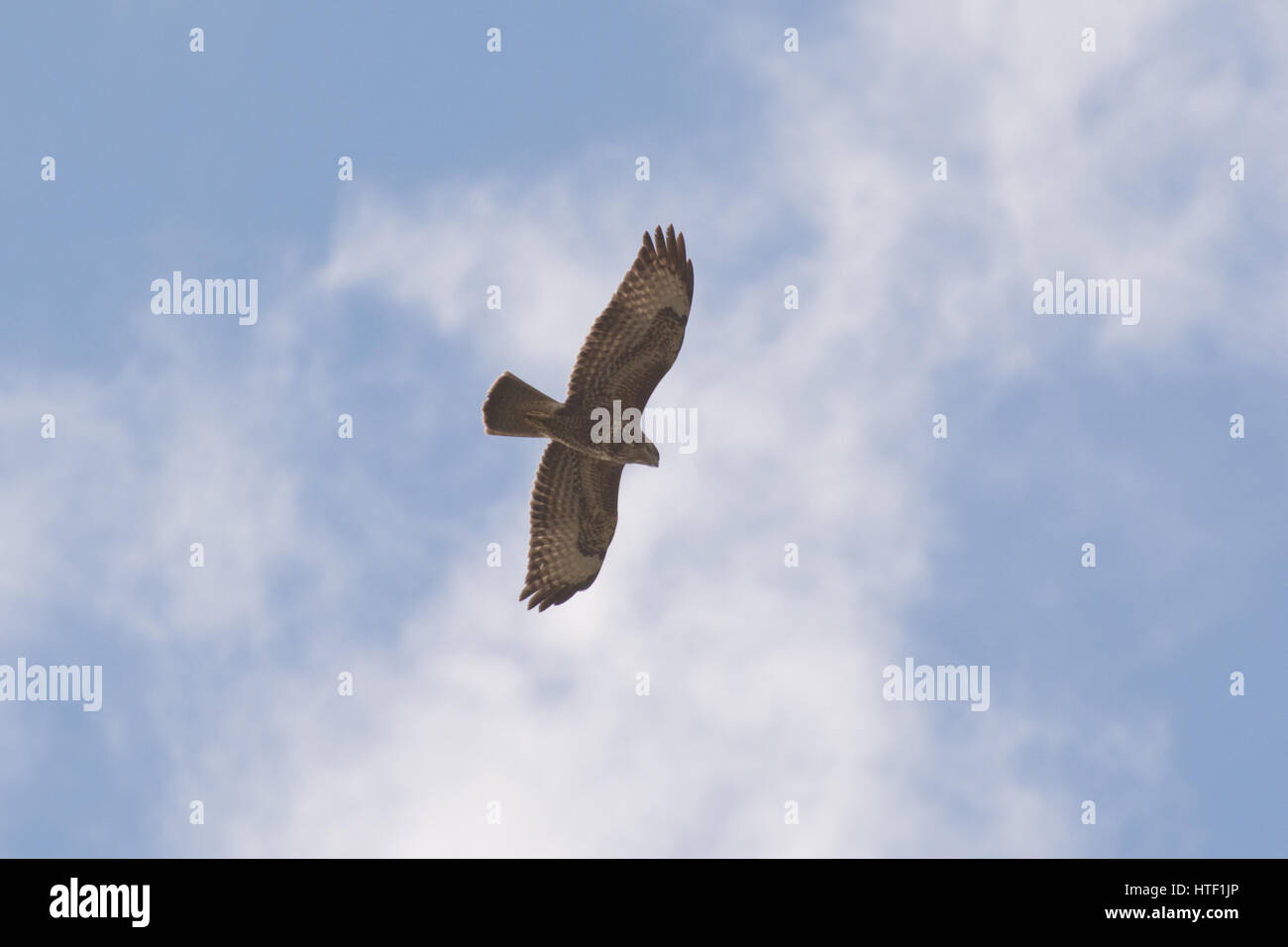 La buse (Buteo buteo) en vol sur fond de ciel bleu Banque D'Images
