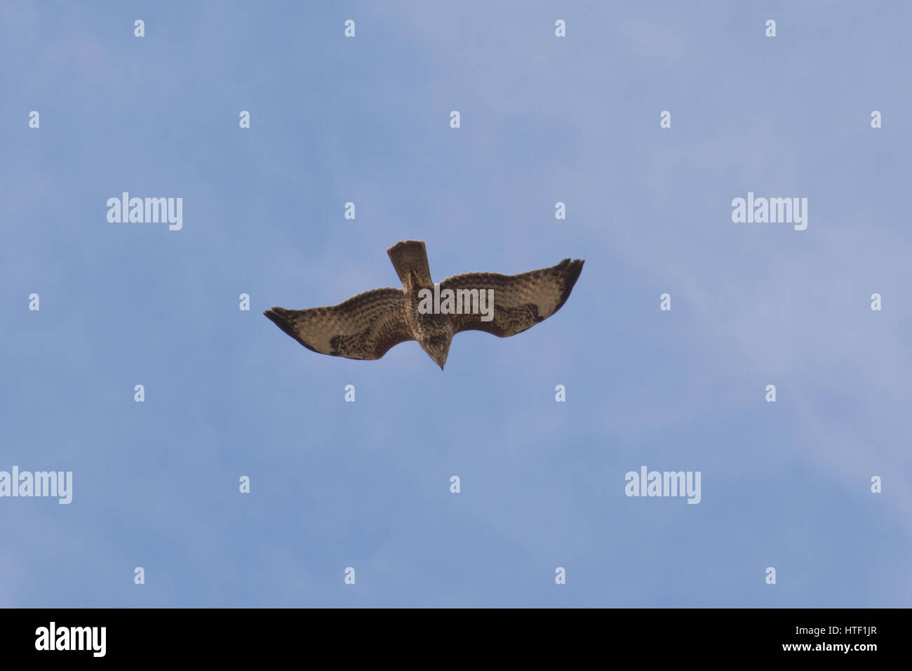 La buse (Buteo buteo) en vol sur fond de ciel bleu Banque D'Images
