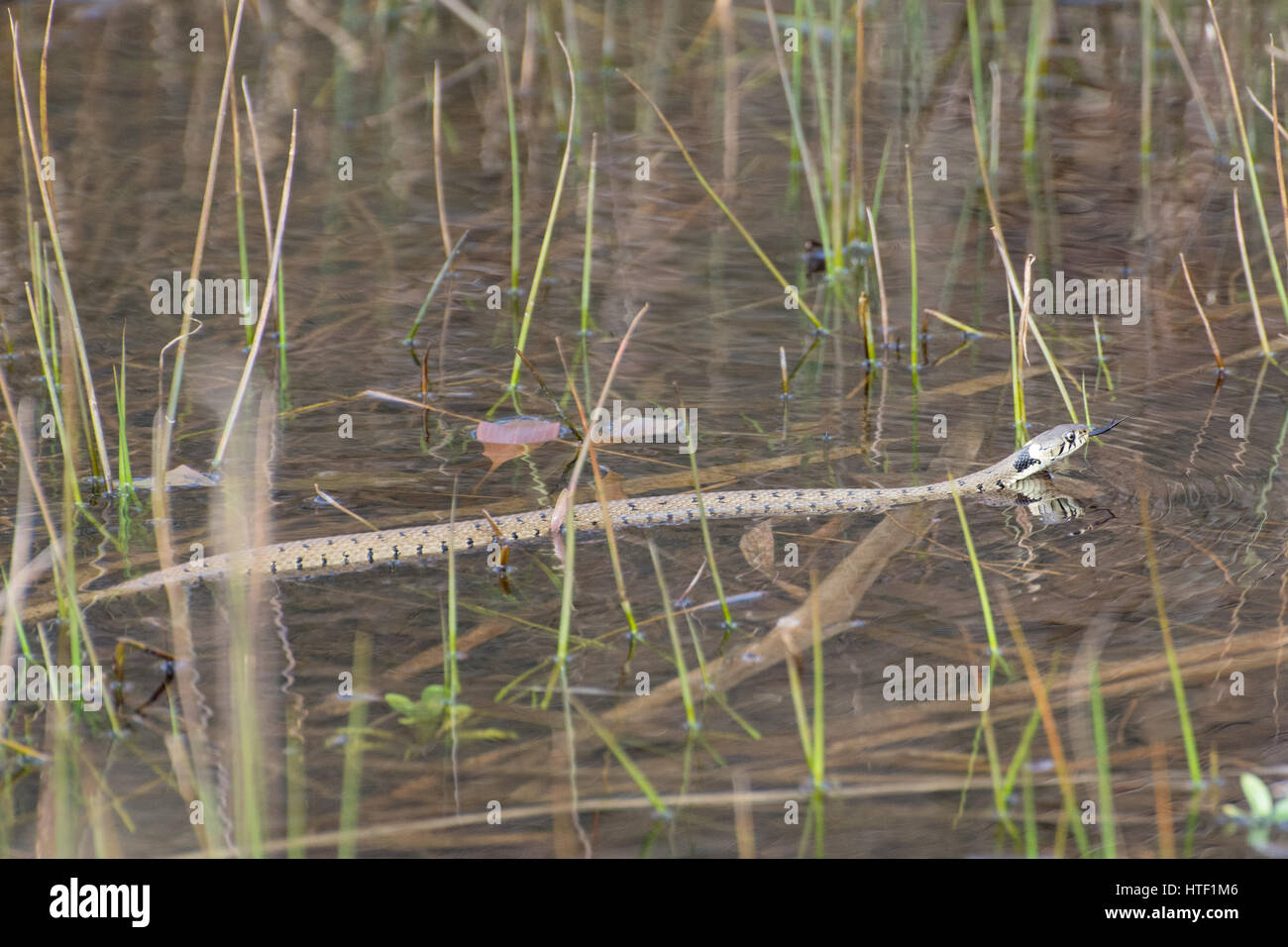 Serpent à herbe (Natrix helvetica) natation dans un étang avec la langue de flage (chimiosensing) Banque D'Images