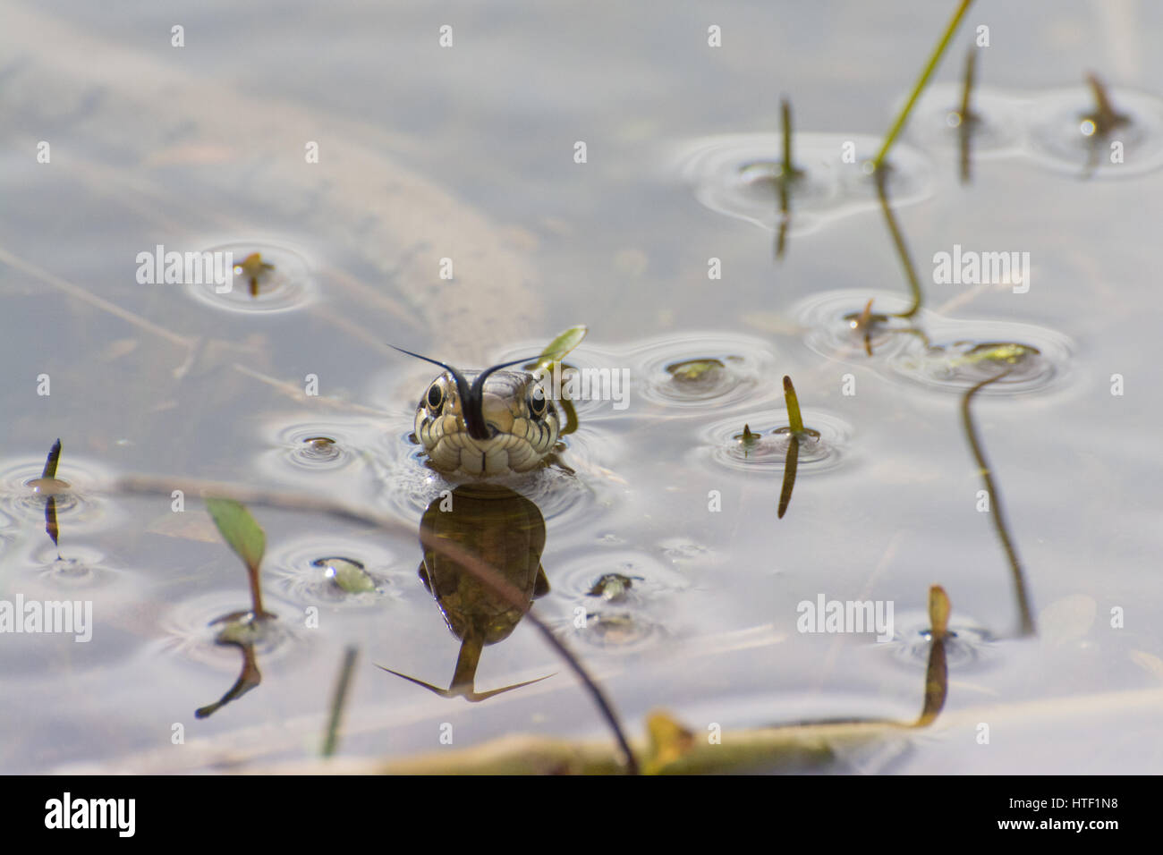 Gros plan d'un serpent à herbe (Natrix helvetica) nageant dans un étang, Royaume-Uni - vue de la tête avec flage de la langue (chemosensing) Banque D'Images