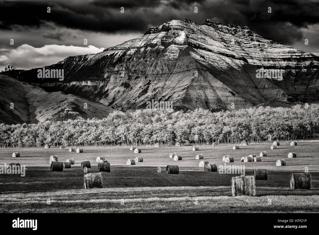 Ballots de foin dans les contreforts de l'Alberta les terres agricoles Banque D'Images