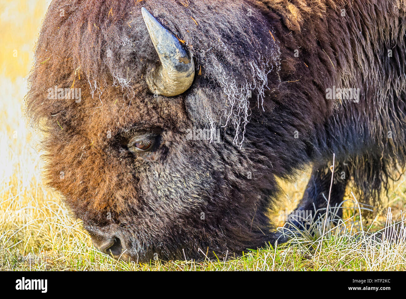 Les bisons du parc national de Yellowstone dans le Wyoming, USA Banque D'Images