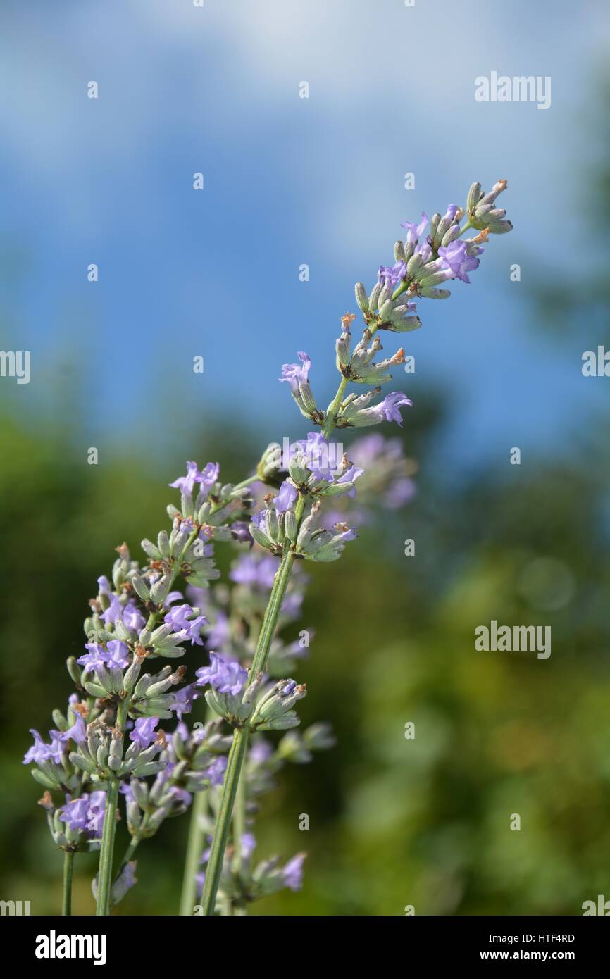 Fleurs de Lavande - lumineux dans le jardin ( Lavandula angustifolia ) Banque D'Images