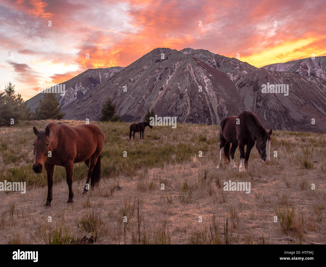 Trois chevaux, sous un ciel rouge l'aube, Canterbury High Country, Flock Hill, Arthurs Pass autoroute, Banque D'Images