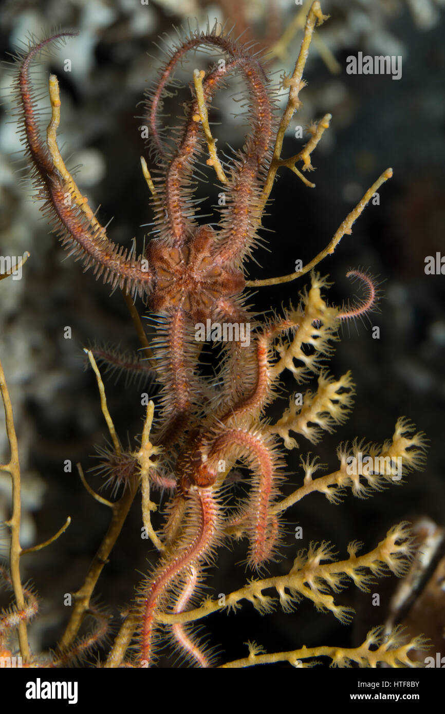 Ophiothrix fragilis, Schlangenstern Zerbrechlicher, Ophiotrix fragilis, Commun Brittle-Star Schlangensterne brittlestar commun,,, Ophiotrichidae Banque D'Images