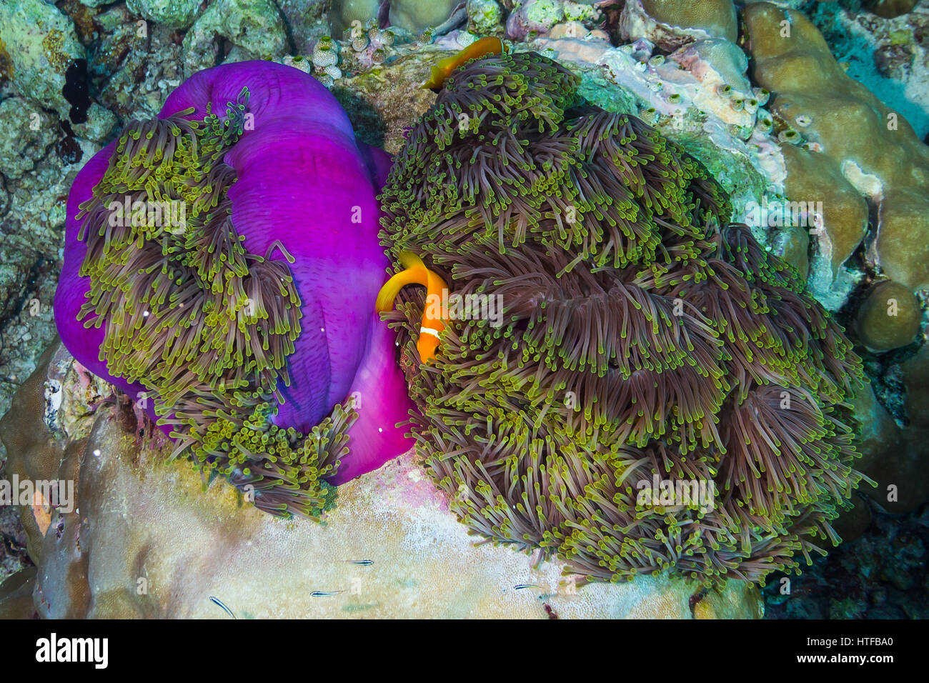 Maldive anemoine sur poissons corail pourpre Banque D'Images