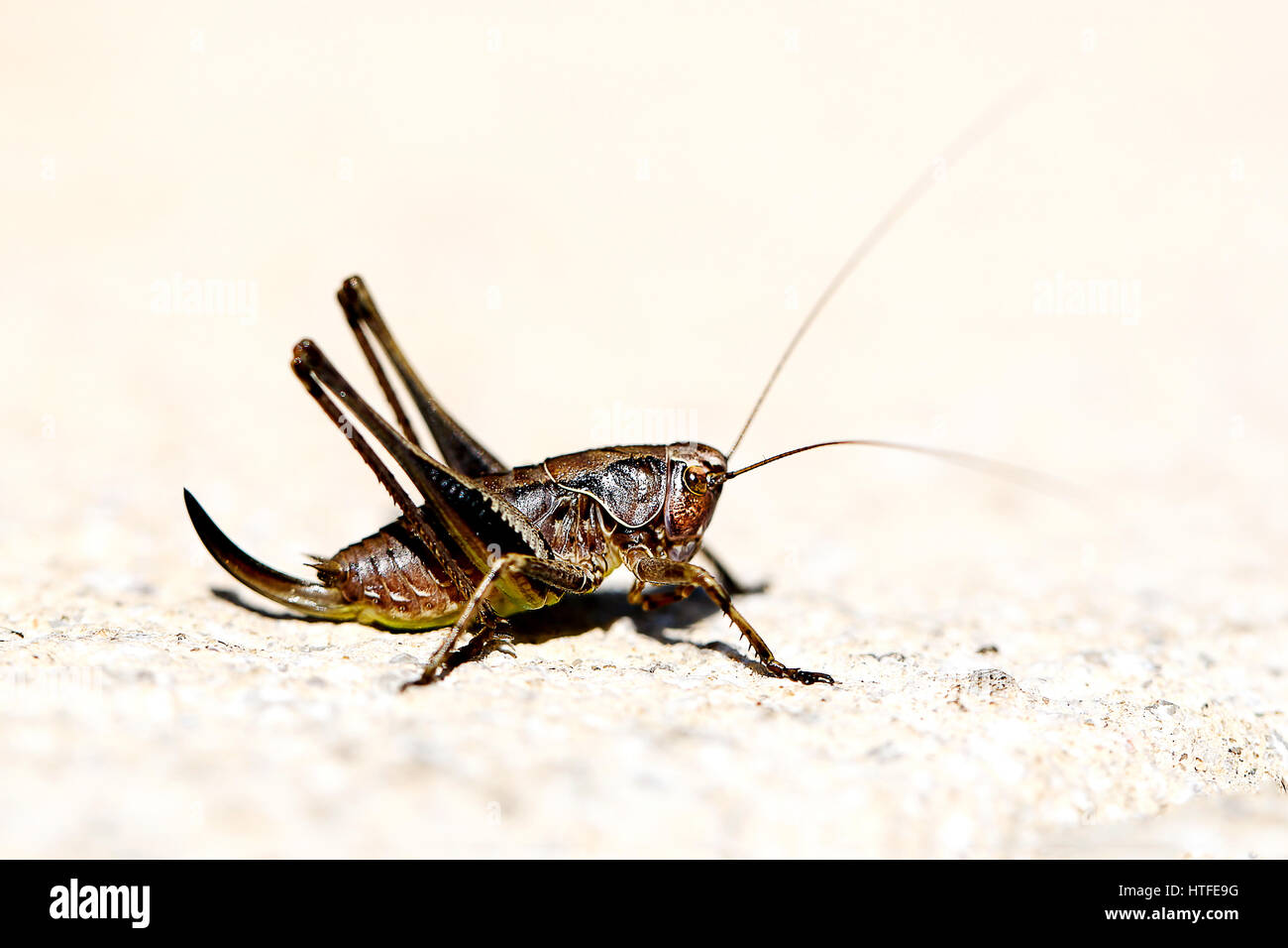 Une sombre,Pholidoptera griseoaptera Cricket Bush, assis sur une dalle de patio dans un jardin anglais Banque D'Images