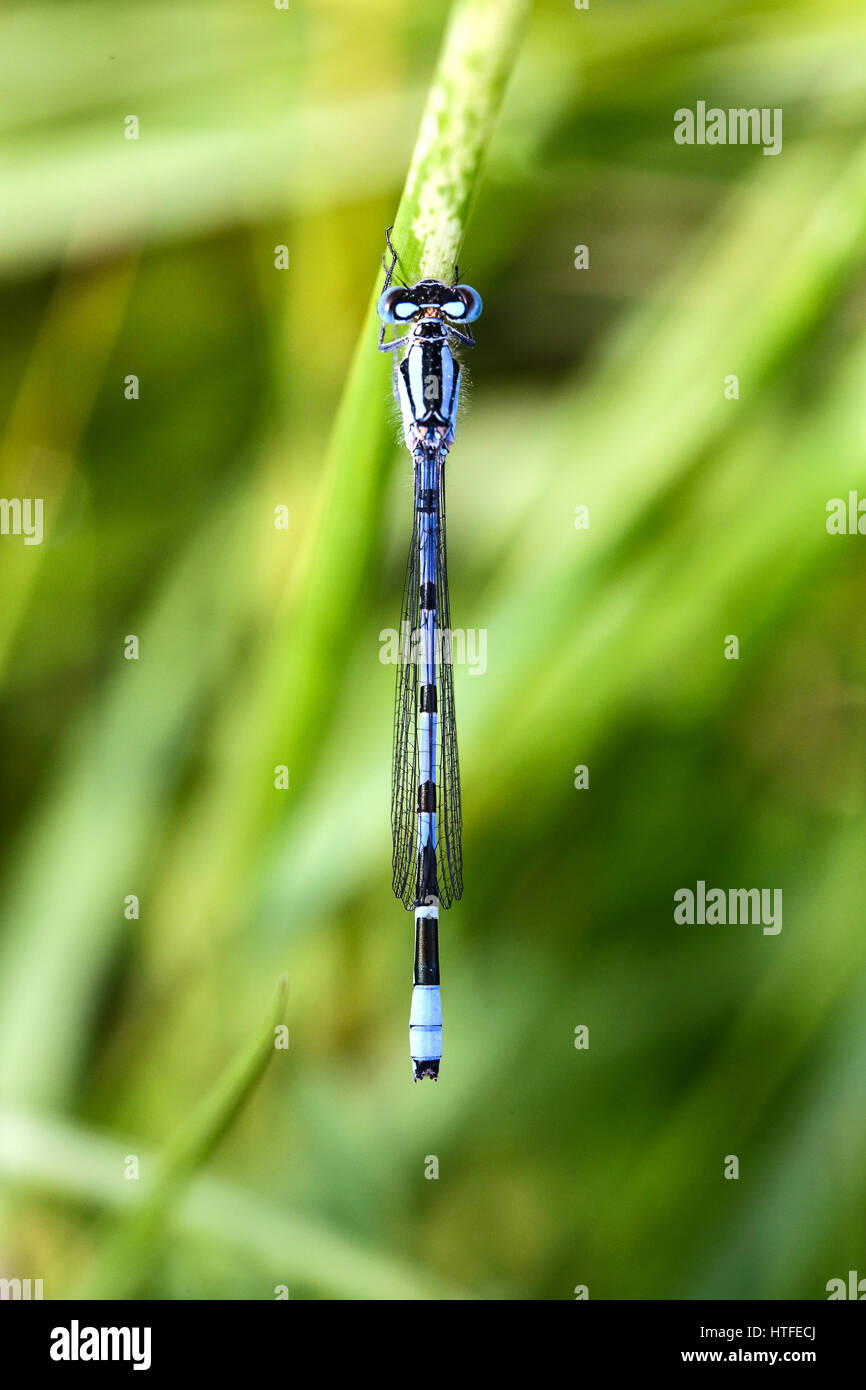 Une libellule les ailes repliées au repos l'Angleterre au printemps peut macro shot close up blue grass Banque D'Images