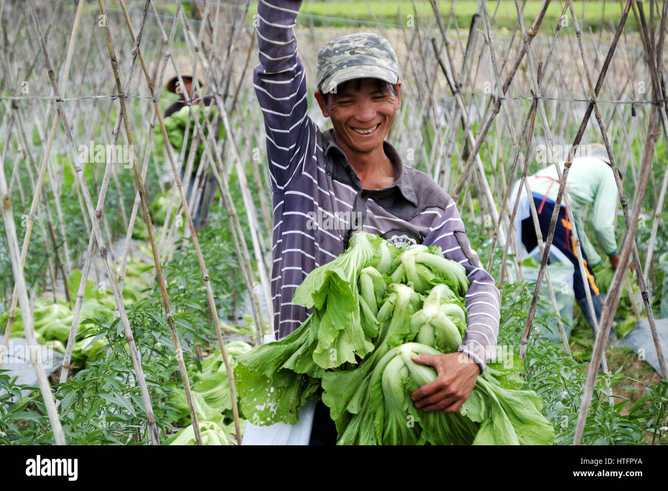 Les feuilles de moutarde récolte agriculteur vietnamien de l'agriculture champ pour la saison du printemps, l'homme heureux de travailler sur potager à Lam Dong, Vietnam Banque D'Images