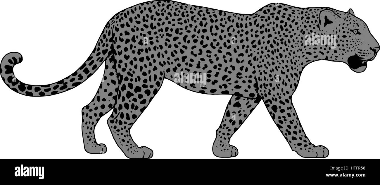 Leopard tattoo face ,Vector illustration, d'impression Illustration de Vecteur