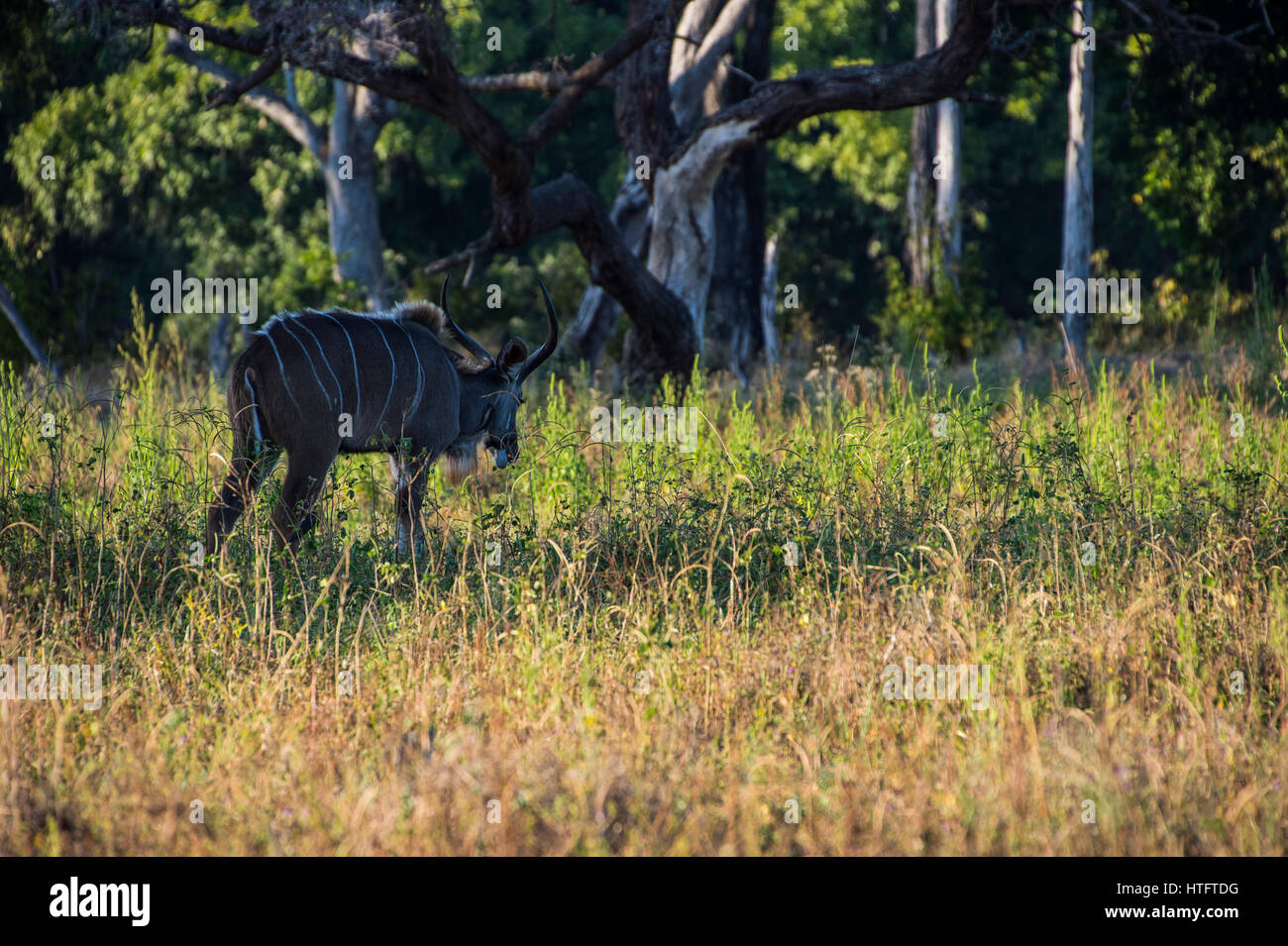 Le Parc National de South Luangwa en Zambie, l'Afrique Banque D'Images