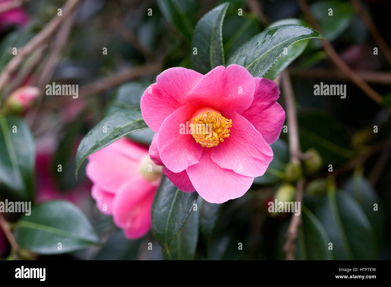 Camellia x williamsii "mary Christian' fleurit au printemps. Banque D'Images