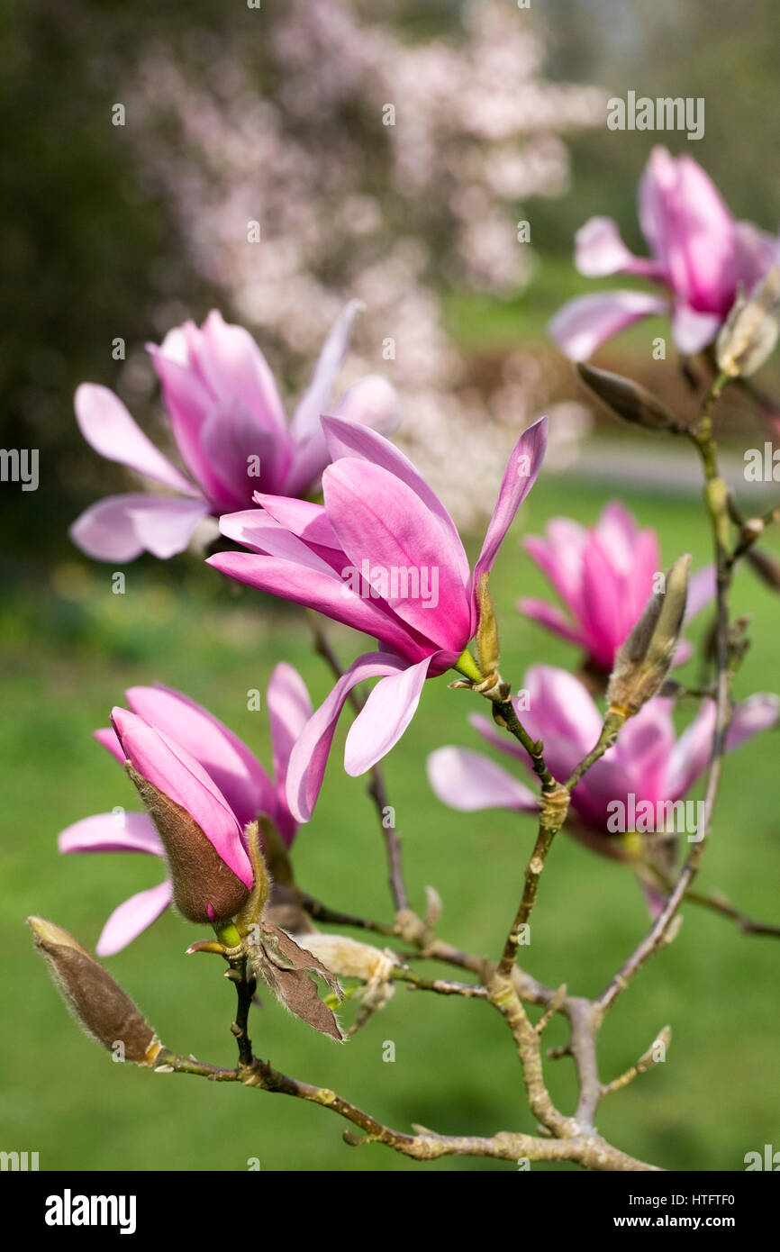 Surprise de Caerhays Magnolia au printemps en fleurs. Banque D'Images