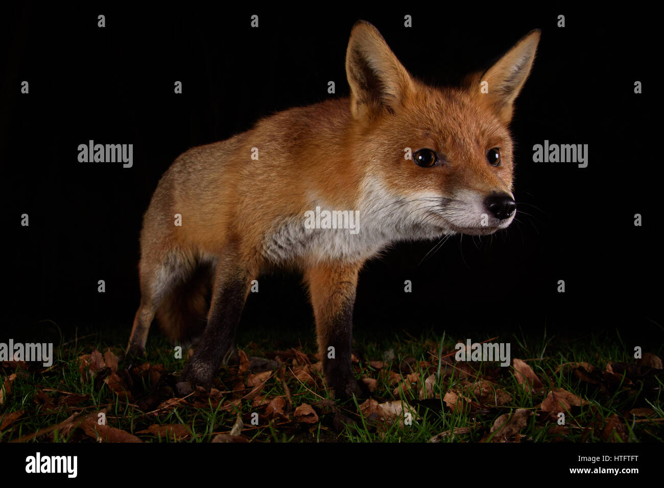 Fox urbaine sur le vagabondage dans un jardin de Londres la nuit Banque D'Images
