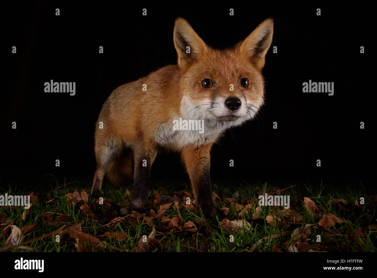 Fox urbaine sur le vagabondage dans un jardin de Londres la nuit Banque D'Images