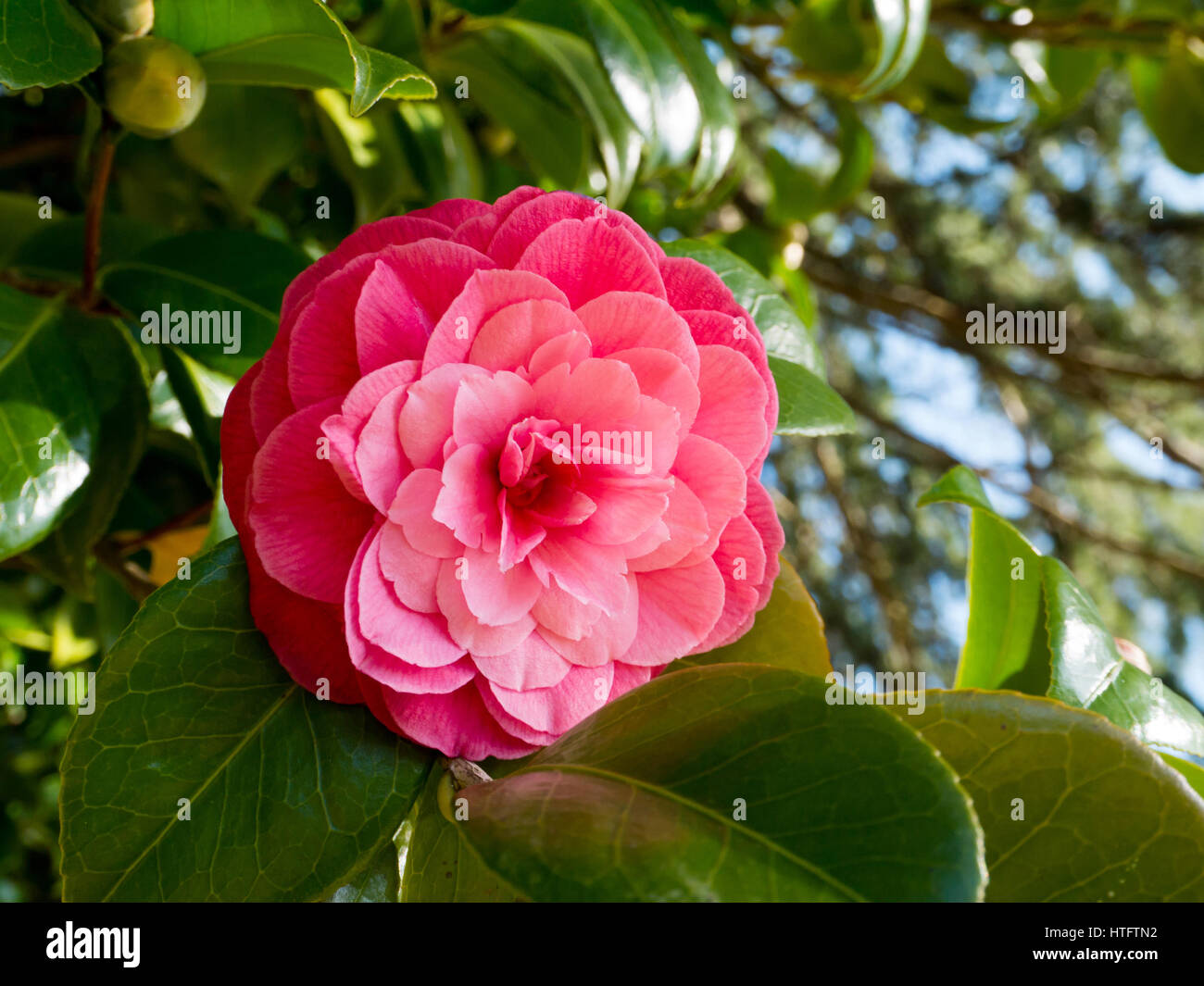Fleur de camélia rose dans le jardin Banque D'Images