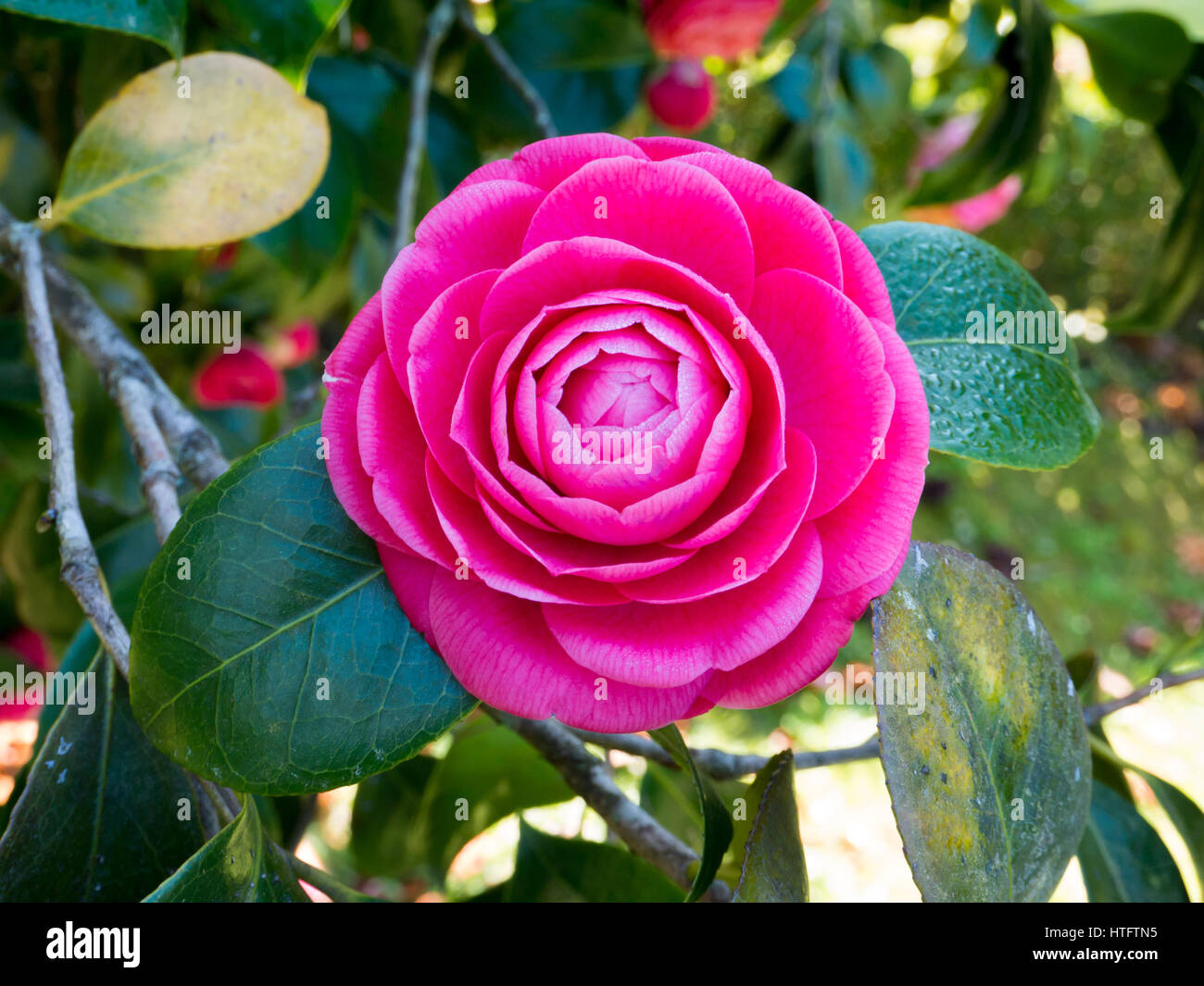 Camellia rose rose fleur forme dans le jardin Banque D'Images