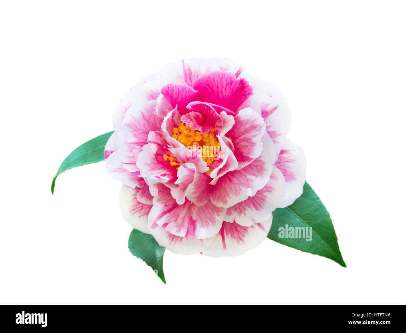 Bicolore blanc et rose pivoine fleur de camélia forme avec des feuilles isolées sur fond blanc Banque D'Images